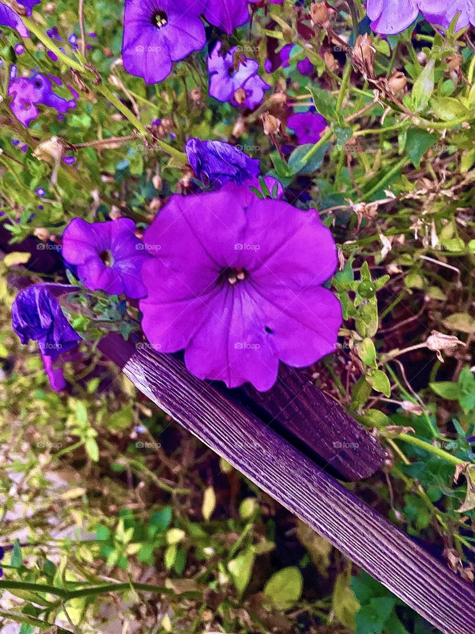#flower#pattern
#purple #leaves
#bloom #