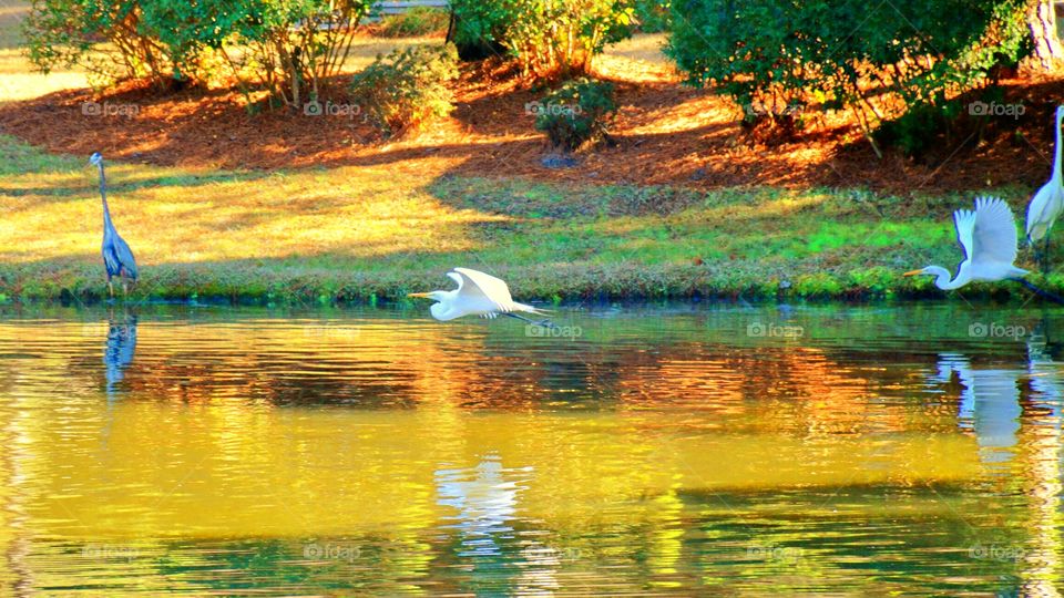 Beautiful Lagoon 