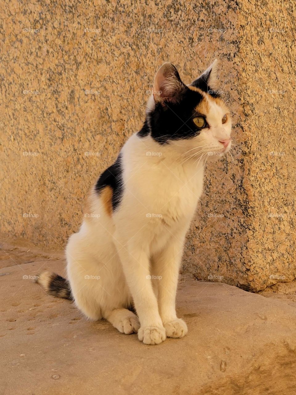 Cat at temple in Ashwan Egypt