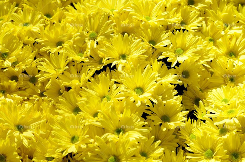 yellow flowers bloom in garden