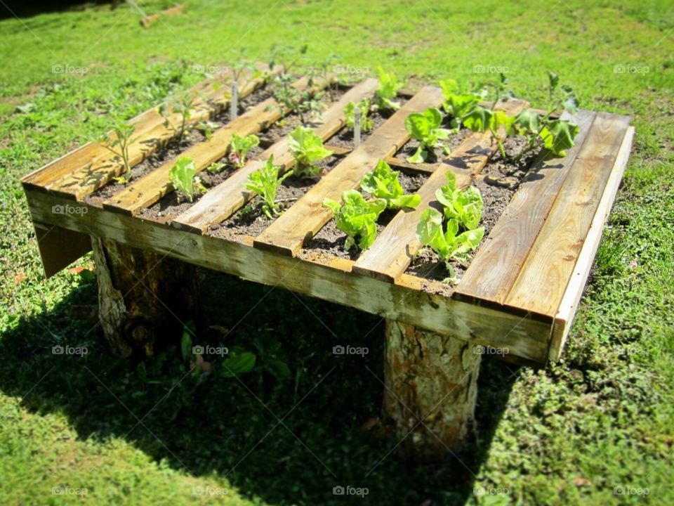 Pallet garden