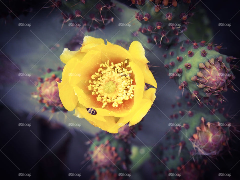Overhead view of insect on flower