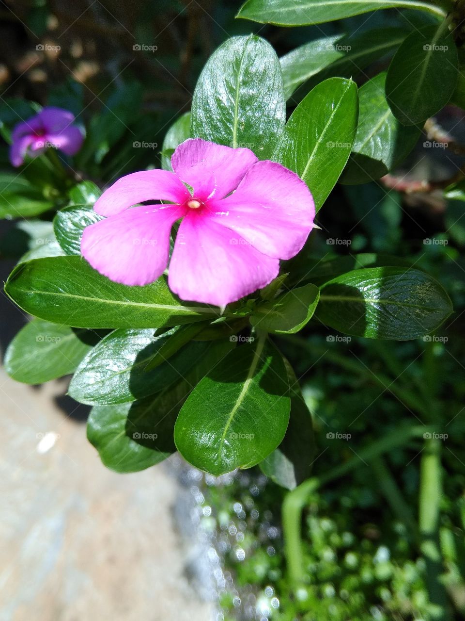 Flower pink....