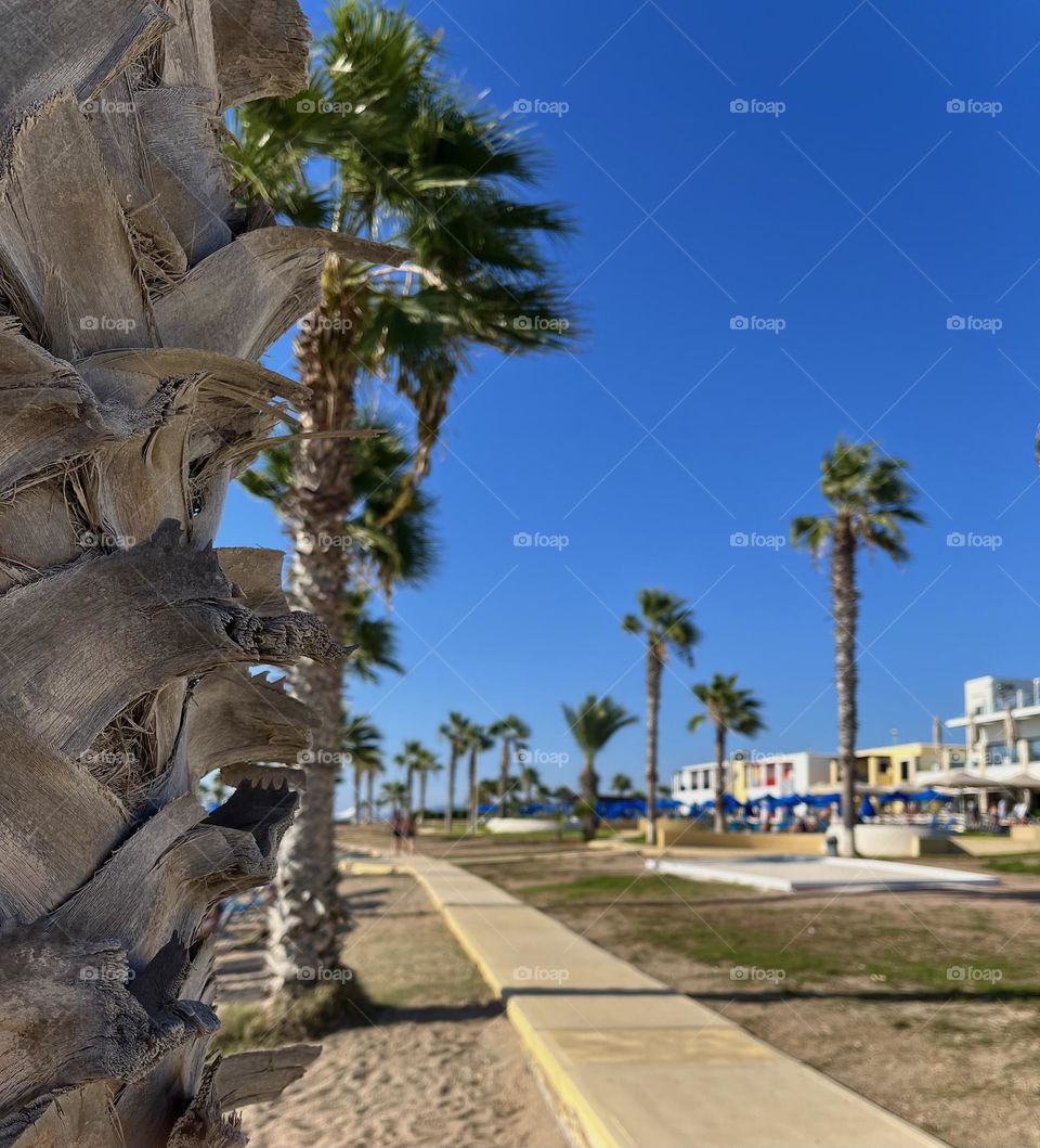 Palms journey along a coast🌊