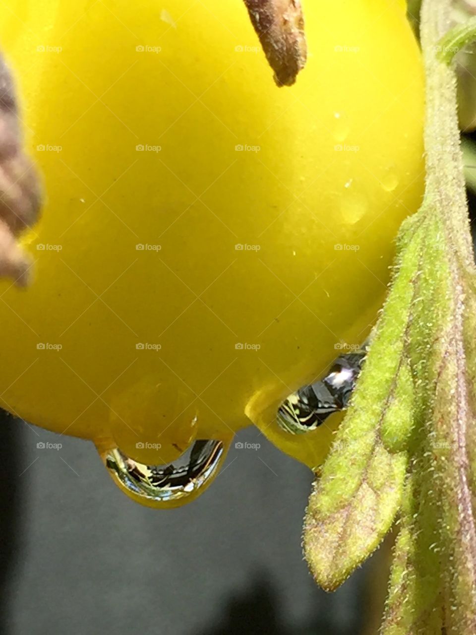 tomato raindrop reflections