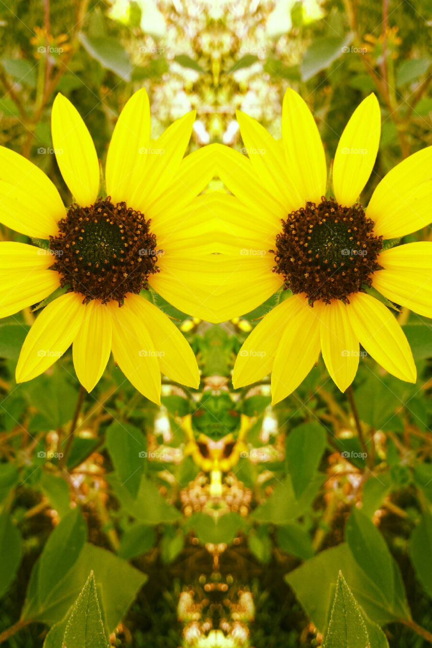 sunflowers