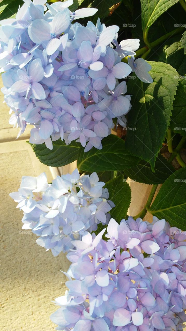 Nature, Flower, No Person, Flora, Leaf