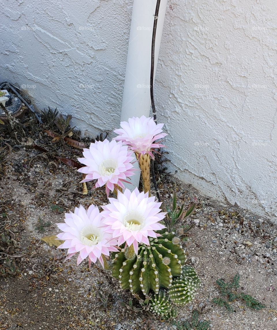 flowering cactus