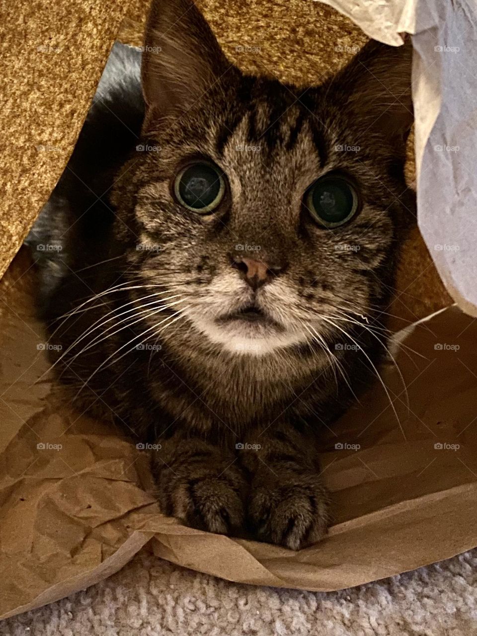 Tabby cat sitting in a fort made of brown paper