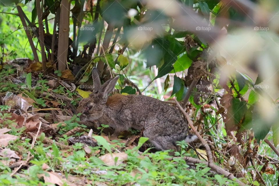 A wild rabbit in a wooded part of the city of Madrid