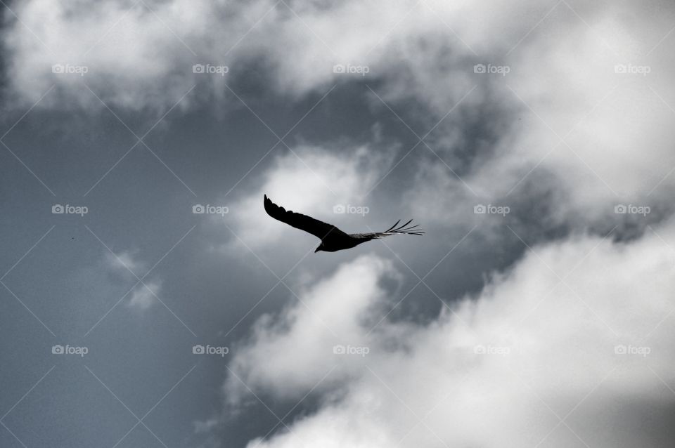Hawk Flying Through clouds