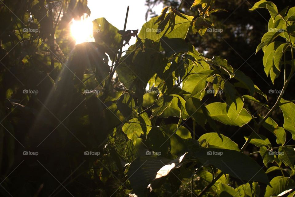 The enchanting green colour of the leaves in combination with the golden rays of the summer sun.