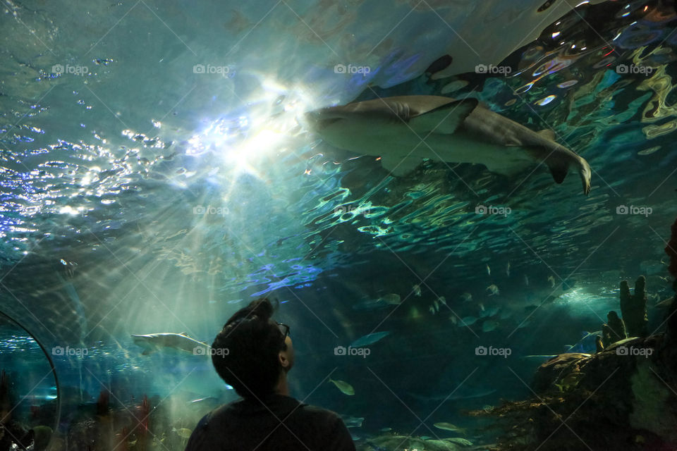 Underwater, Fish, Water, Swimming, Aquarium