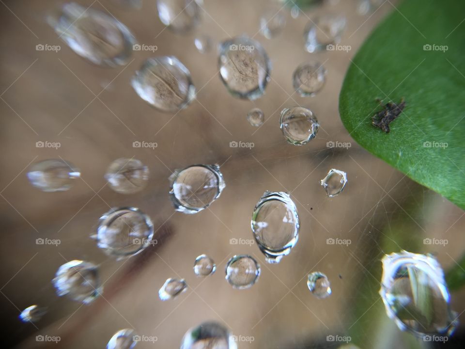 Macro water droplets on spider web