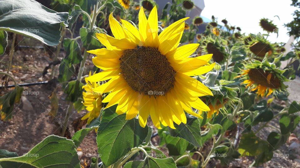 Bright sunflower in Valensole, France.