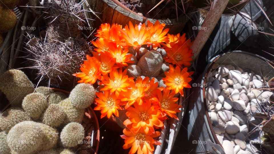 Cactus planta bonita color belleza