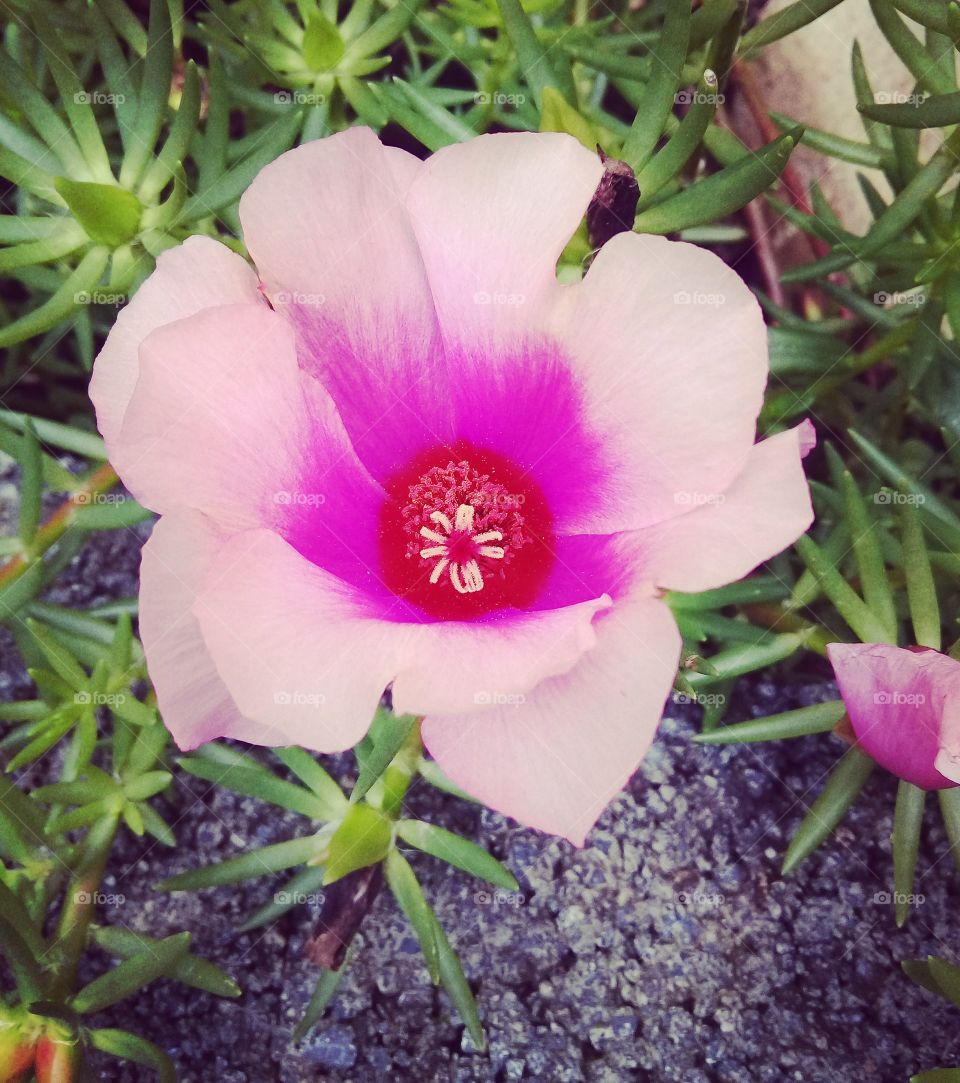 As #flores são sempre bonitas, encantadoras e inspiradoras!
Com esse clique do #jardim, fica o desejo de uma ótima #QuartaFeira!
🌸
#Natureza #Fotografia #Amanhecer #Flowers #Pictureoftheday