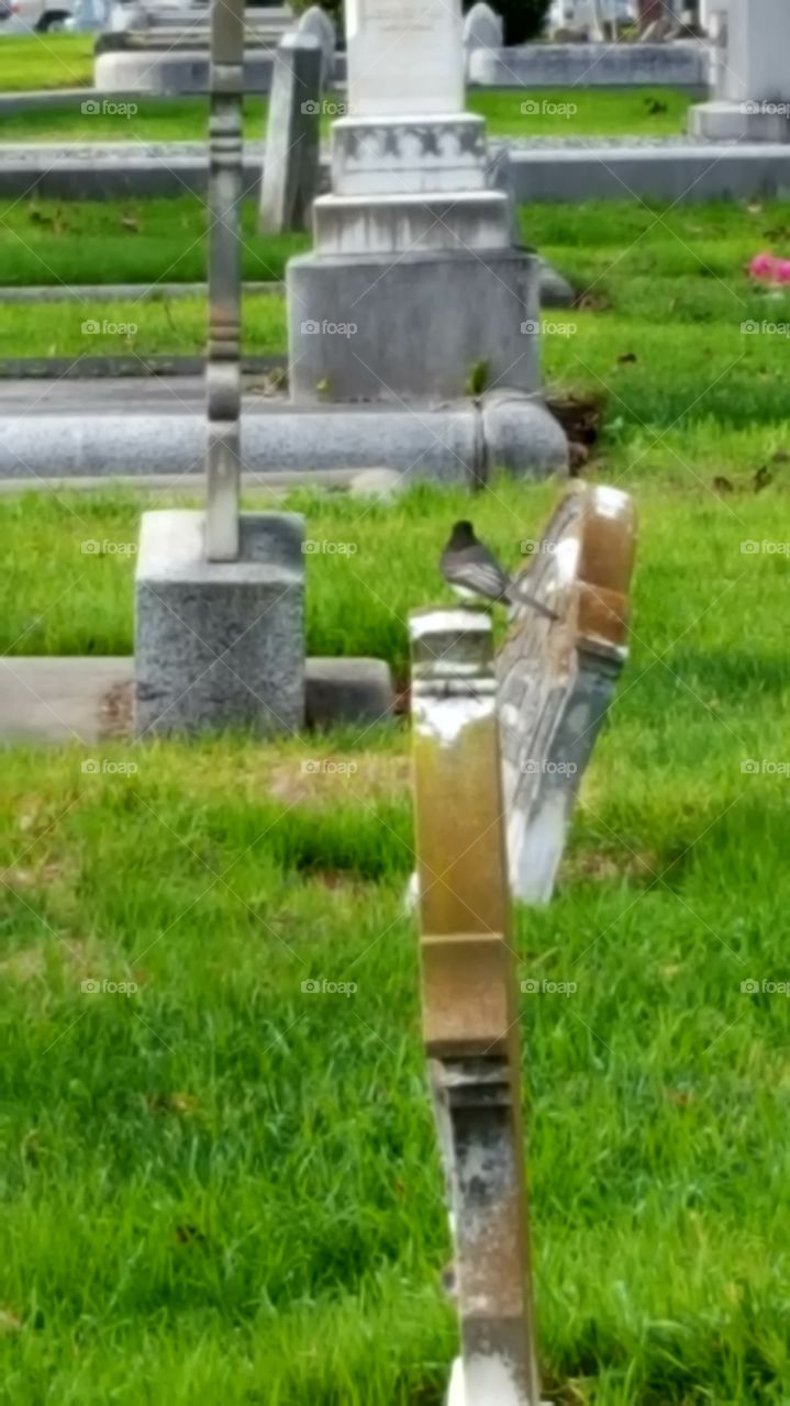 it was a windy day but at the Santa clara mission cemetery there was this little bird flying from stone to stone.