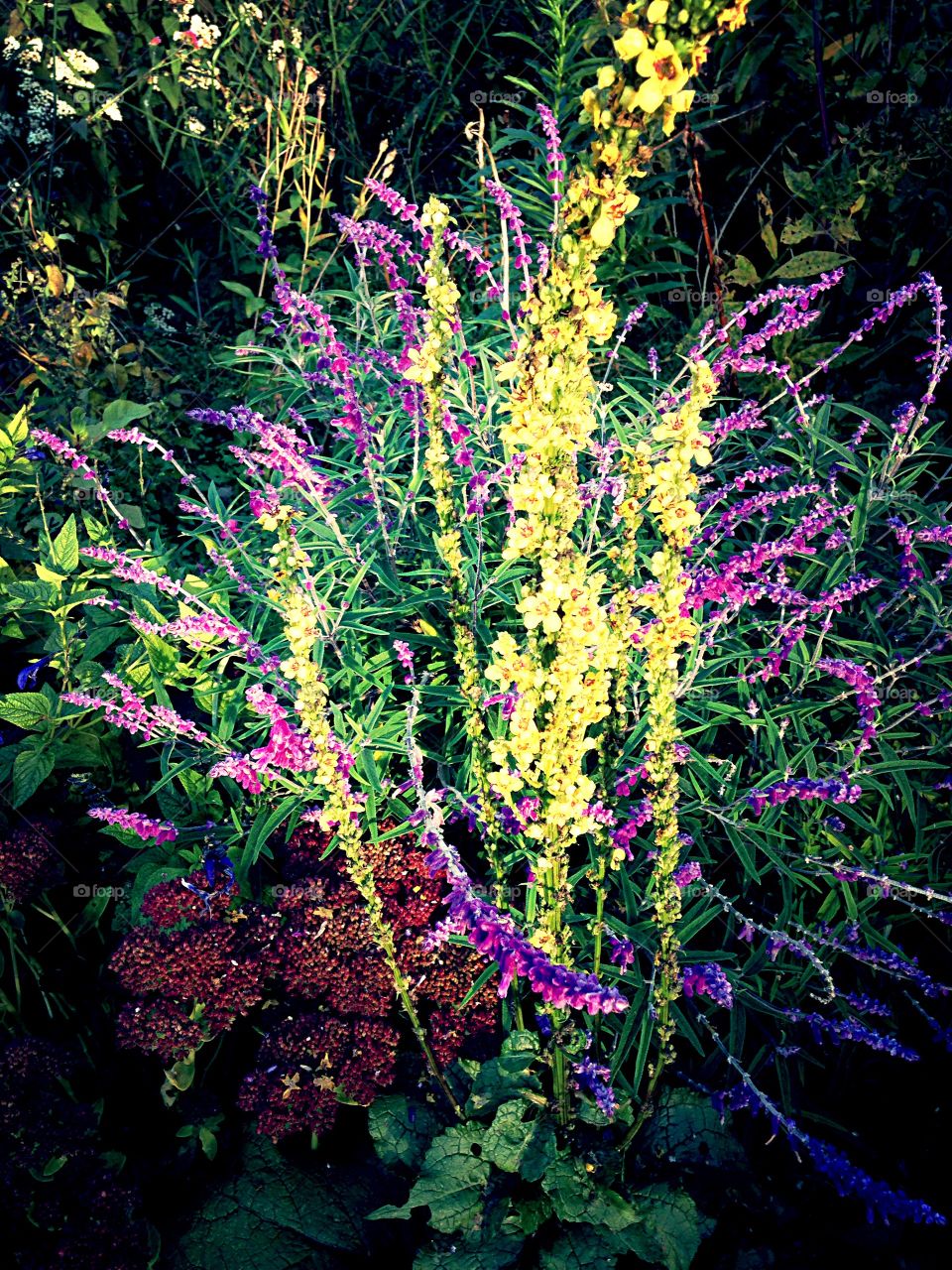 Sunset salvia. Flower garden at sunset