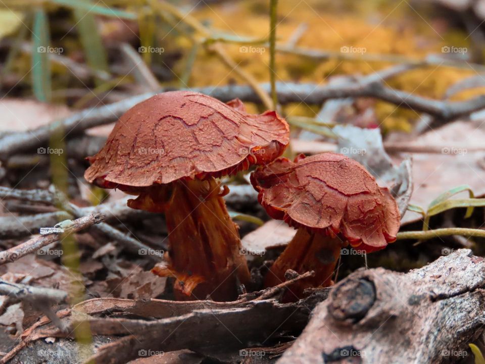 Autumn mushroom