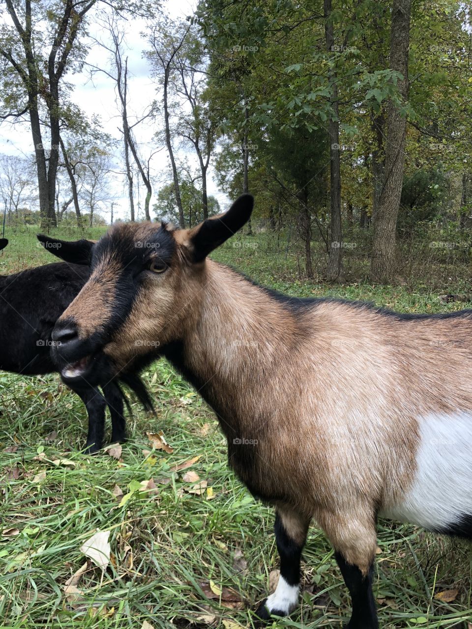 A herd of goats munching goodies in the countryside.