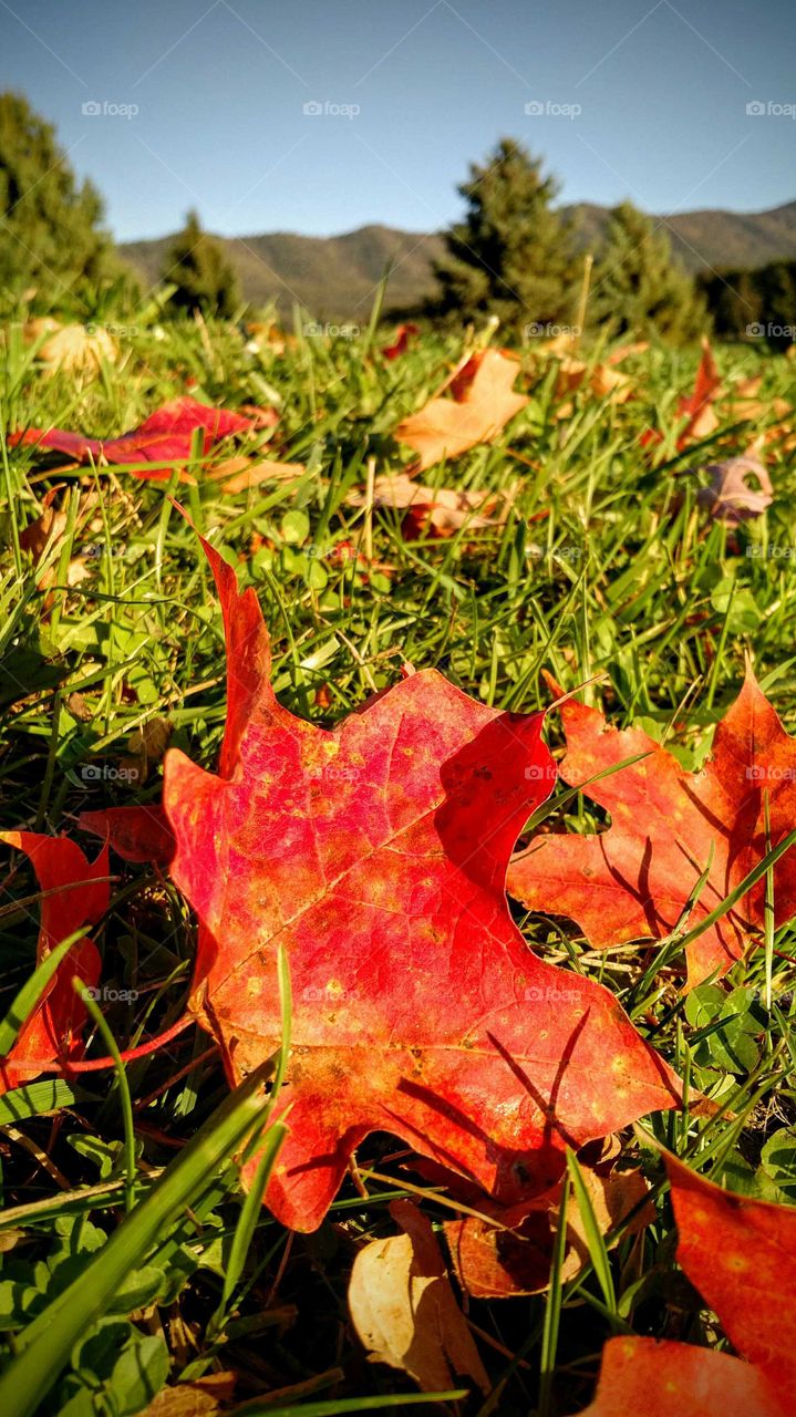 Close-up of autumn leaf