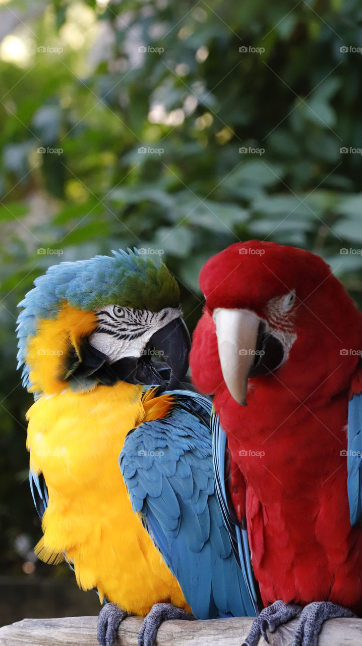 Colorful birds