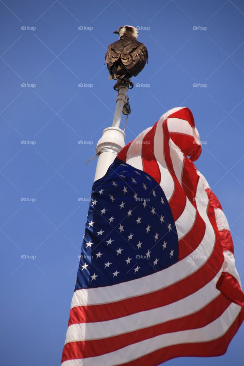 American flag waving and osprey
