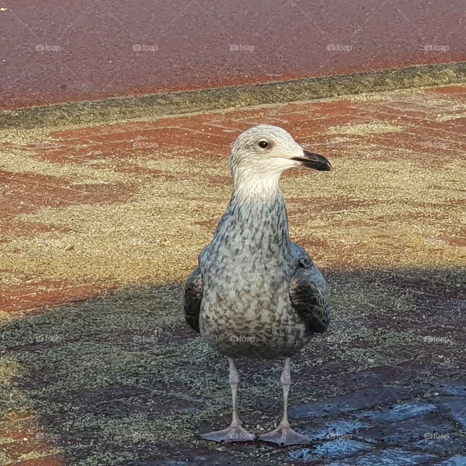 A young gull on the street