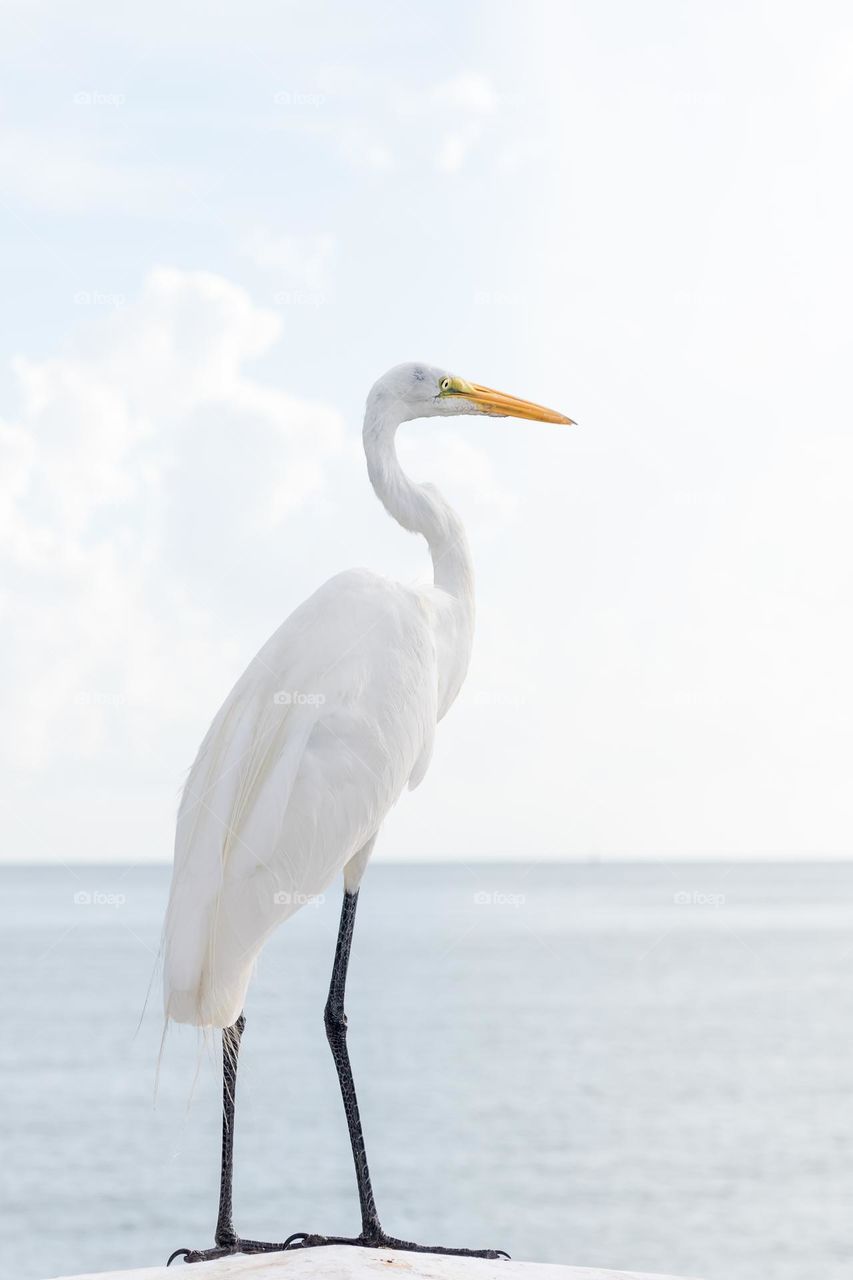 Beautiful wild white egret bird standing on a cliff viewing the ocean 