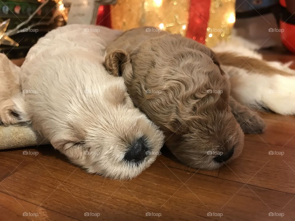 Cuddling puppies 
