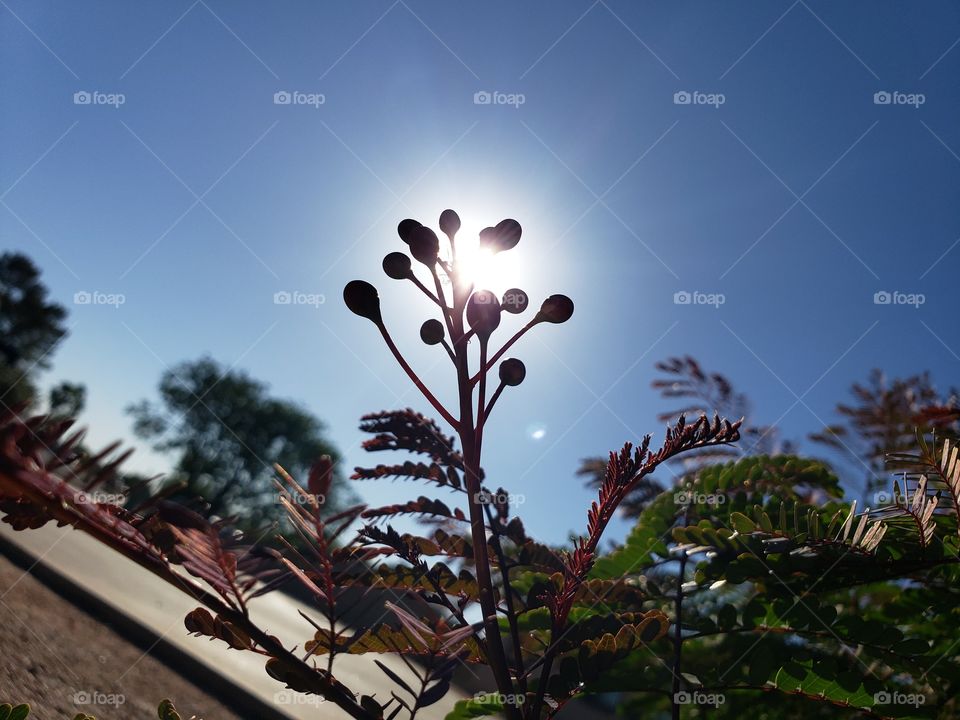 berries in the sun