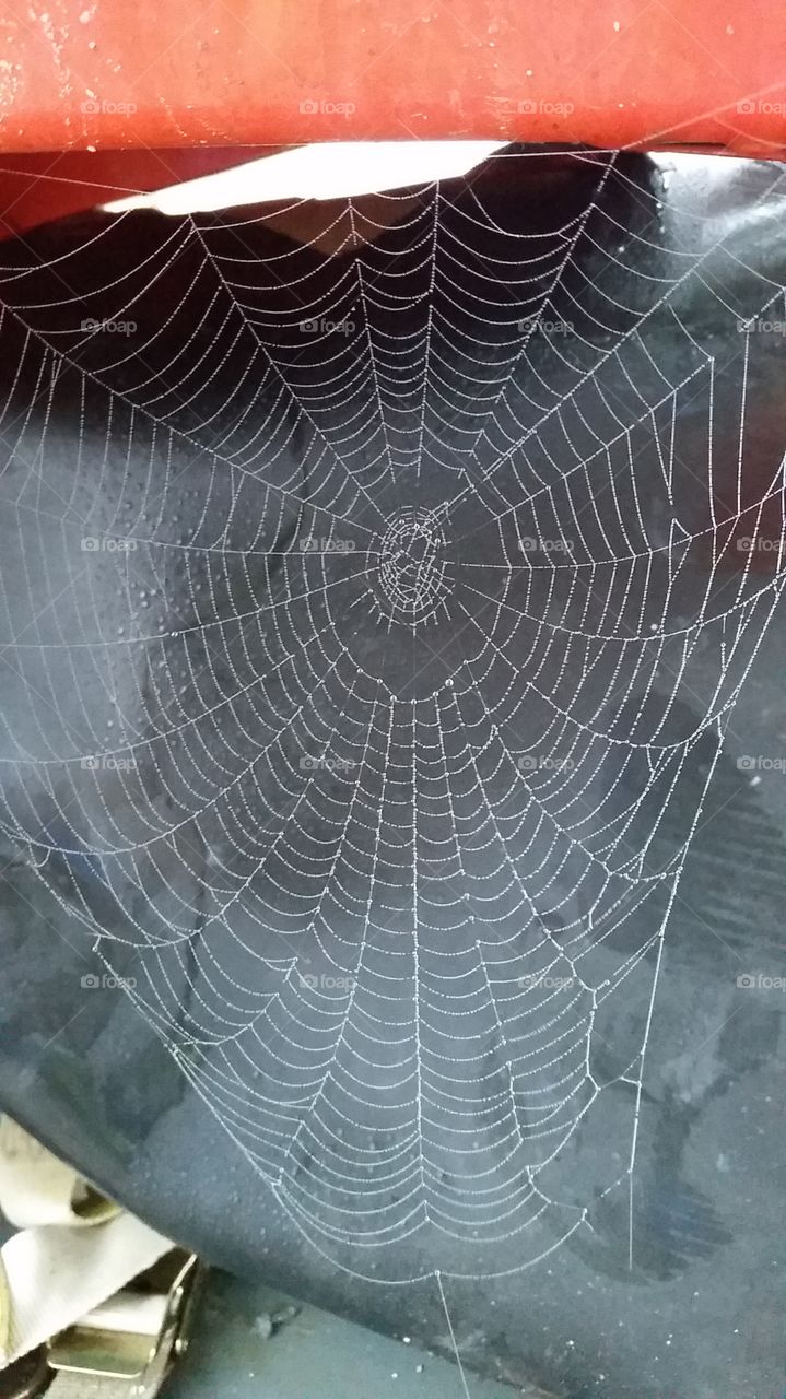 early morning dew on spider web