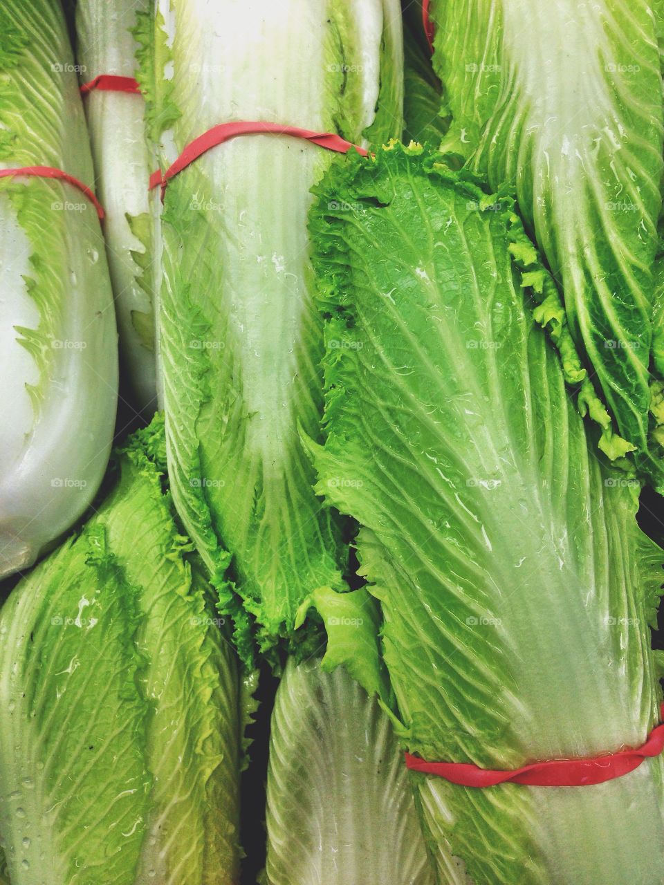 Romaine lettuce . Bunches of Romaine lettuce at the supermarket.