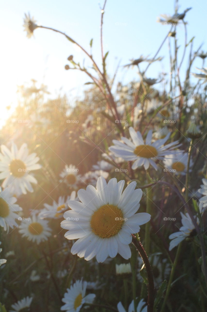 Hazy Daisy Field. A field of daisies during a hazy, sunset.