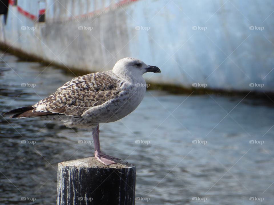 Collecting memories - Baltic Sea 