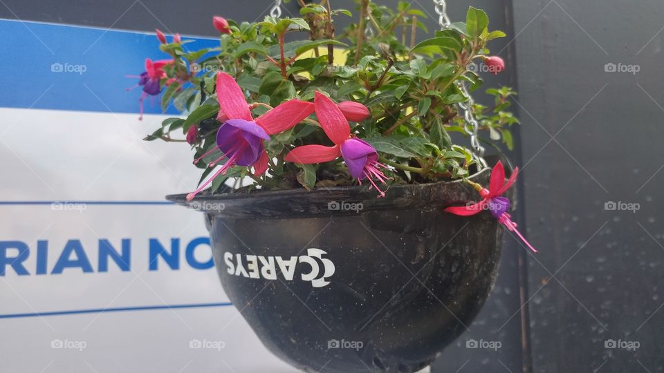 helmet flowers