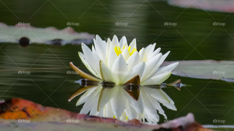 Reflection of beauty