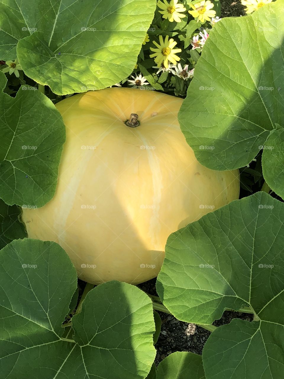Hidden Pumpkin