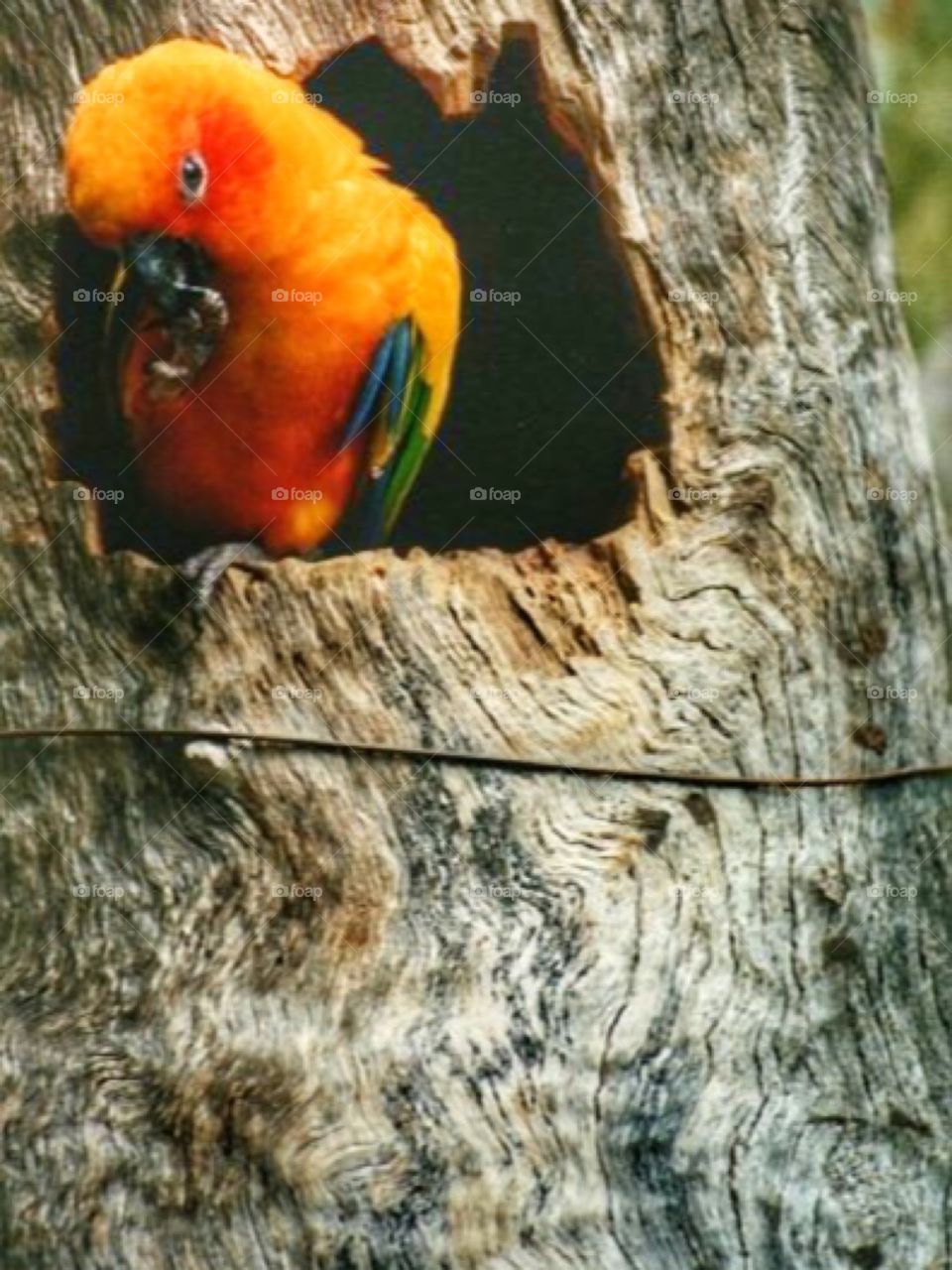 Sun conure sitting outside its nest