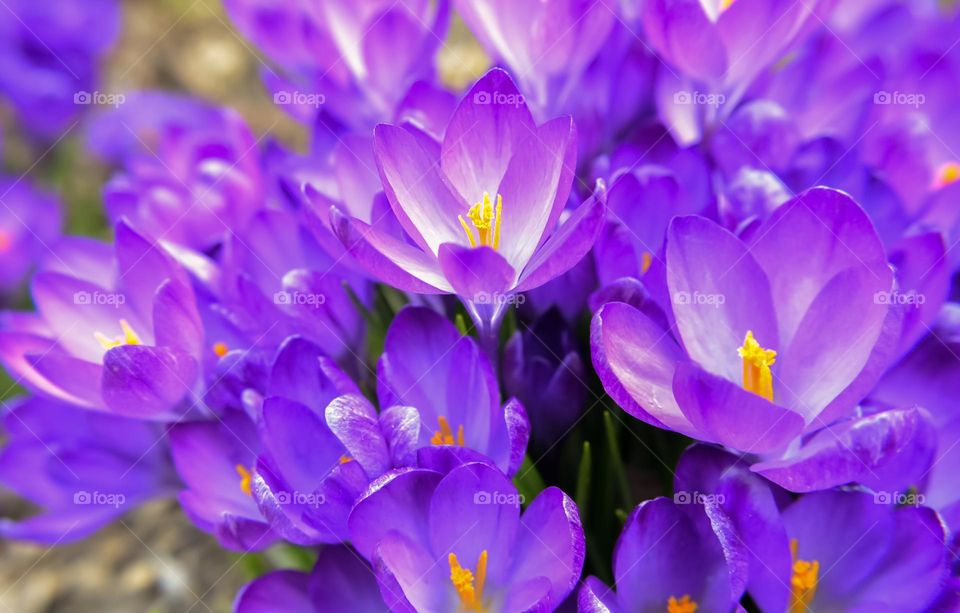 The beauty of Spring, close up