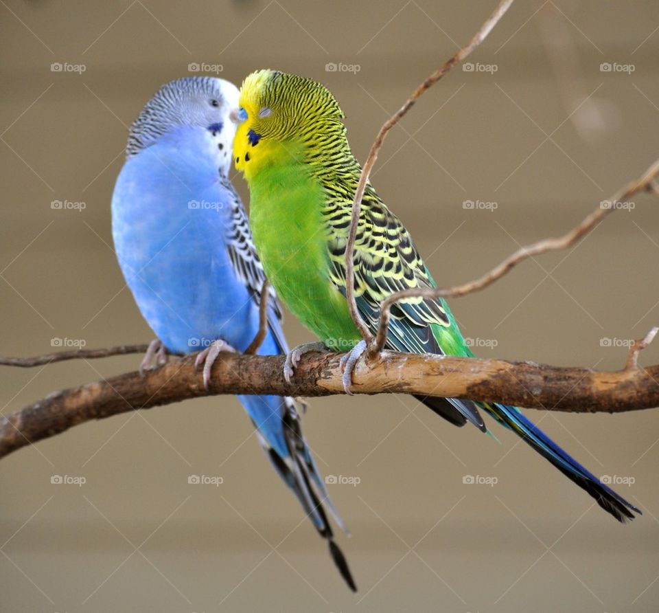 Budgies