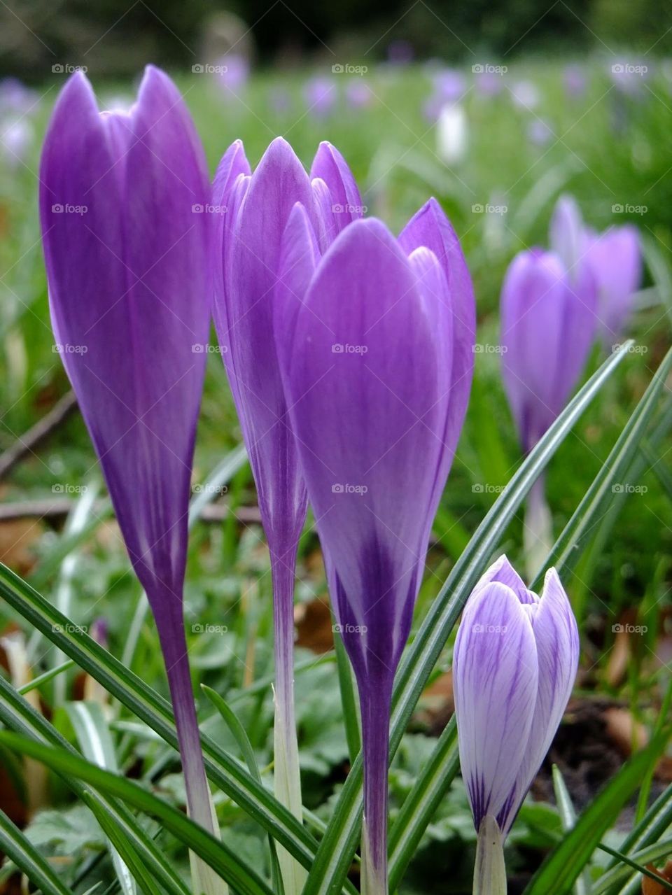 Macro close-up of purple crocuses with a host of crocuses and green grass in the background