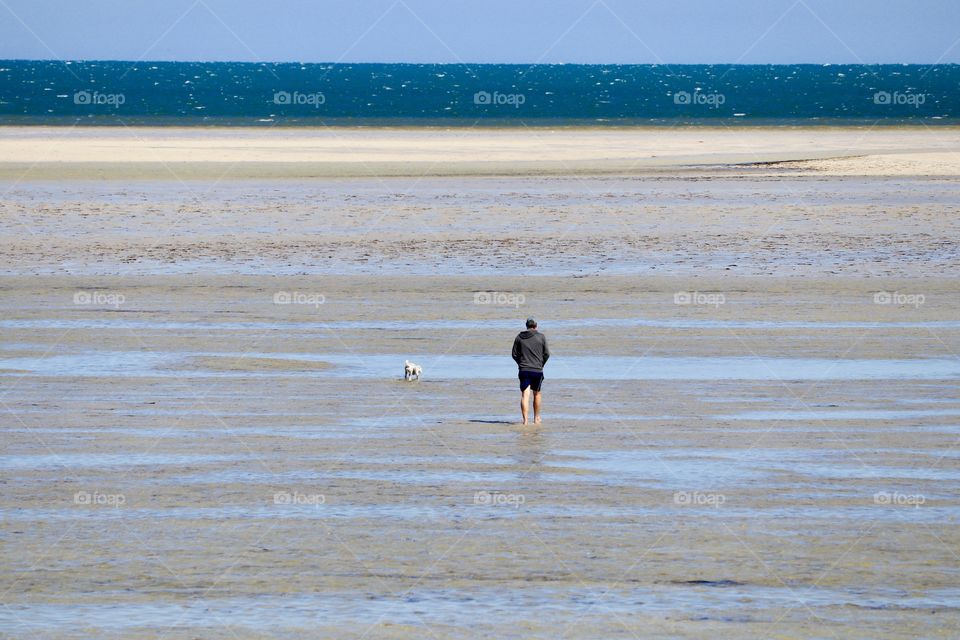 Man walking dog off leash in ocean at low tide 