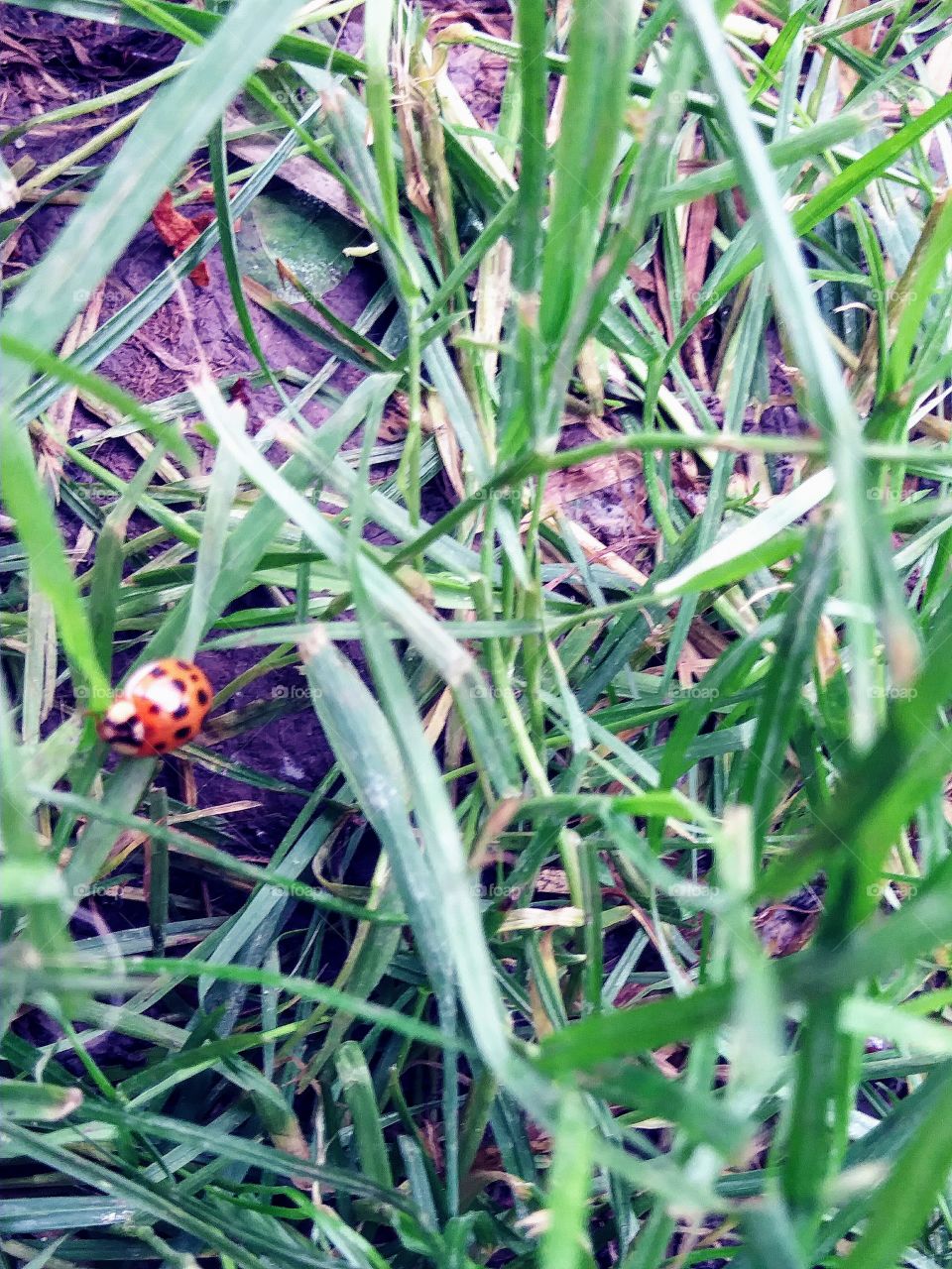 lady bug