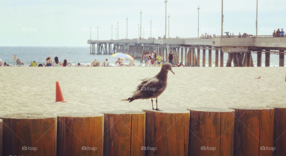 Venice Beach