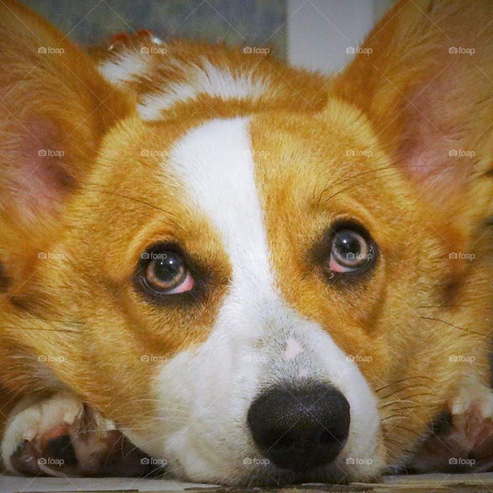 Waiting for the thunder to pass. 