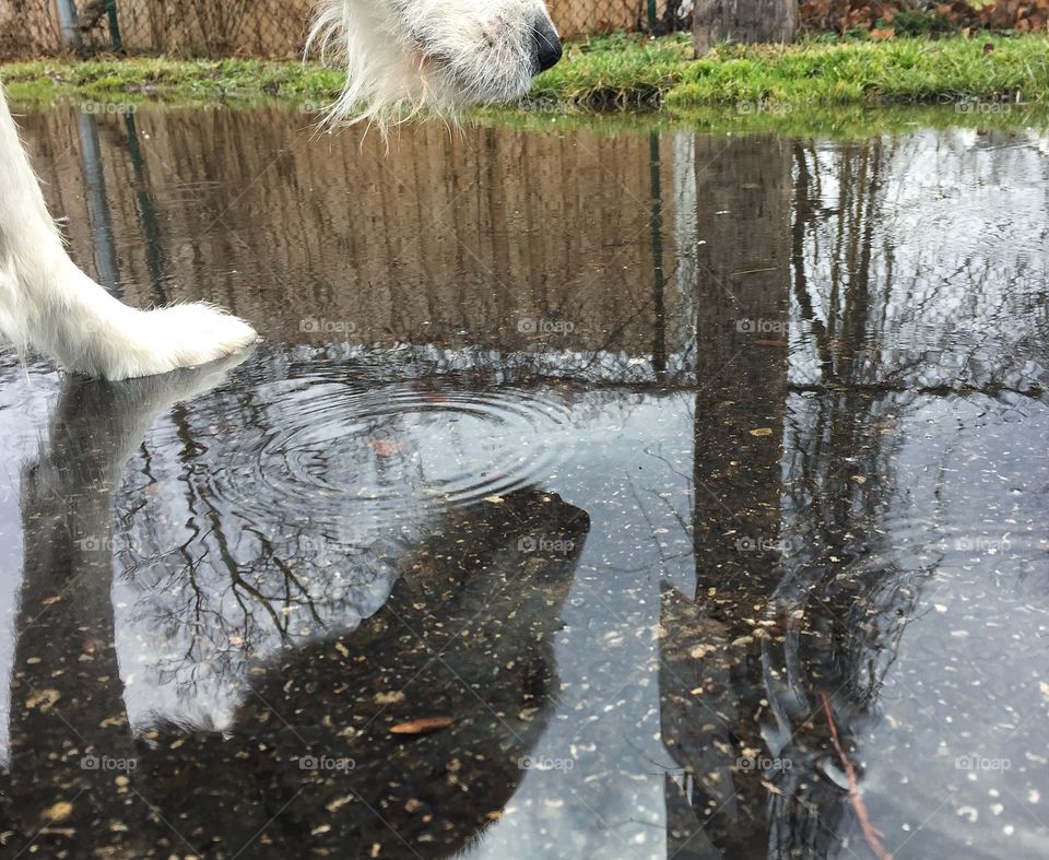 Dog walking through rain puddle, reflection