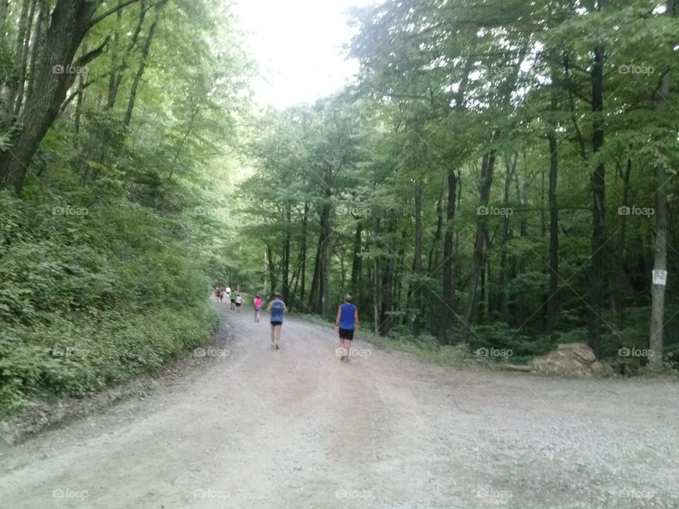 Road, Wood, Landscape, Tree, Environment