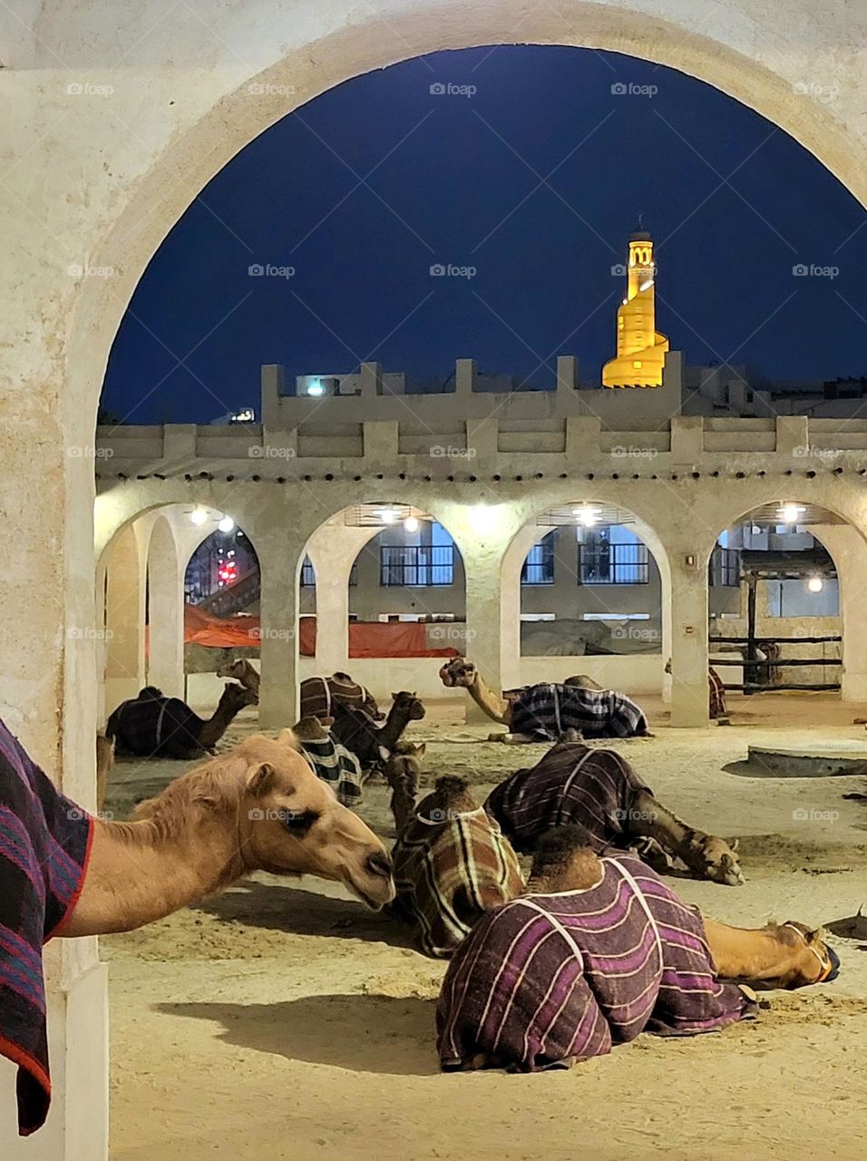 camels of the émir of Qatar